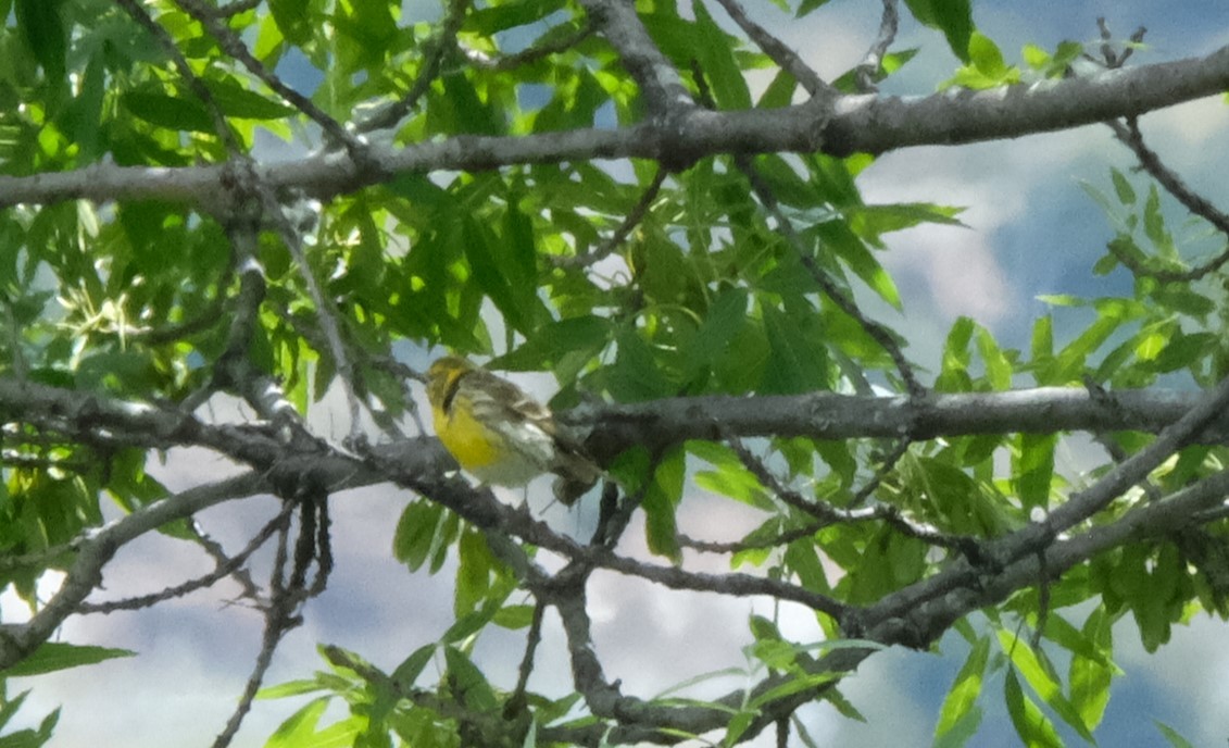 European Serin - Gonzalo Bel Lallave