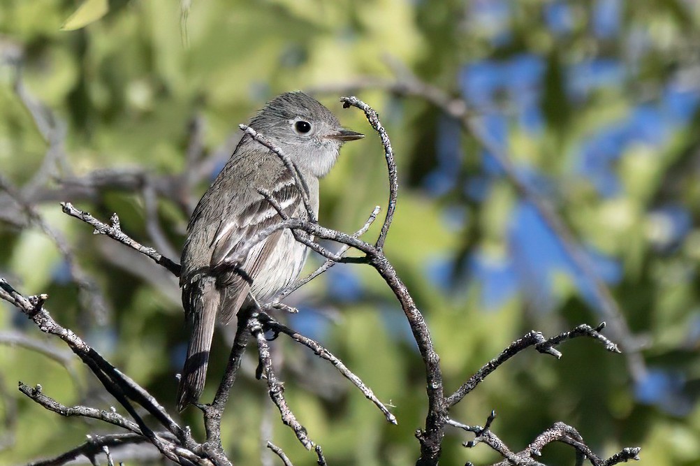 Dusky-capped Flycatcher - LAURA FRAZIER