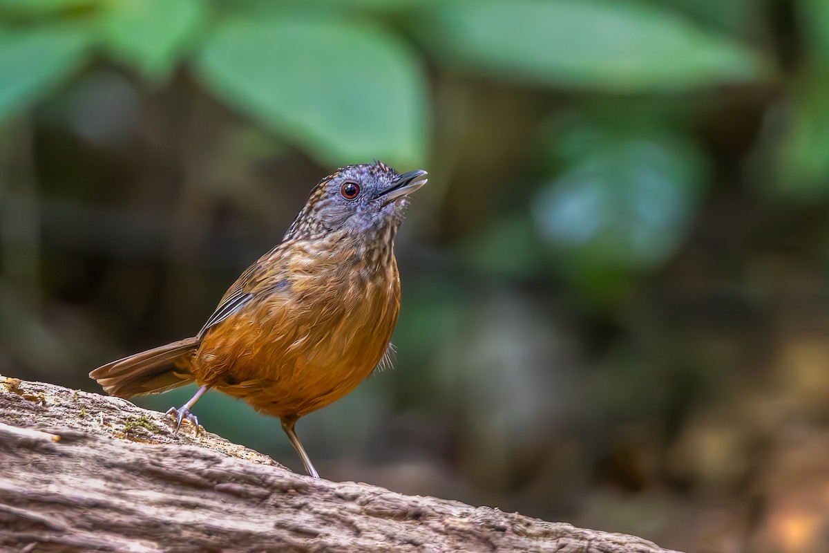 Streaked Wren-Babbler - Carolien Hoek