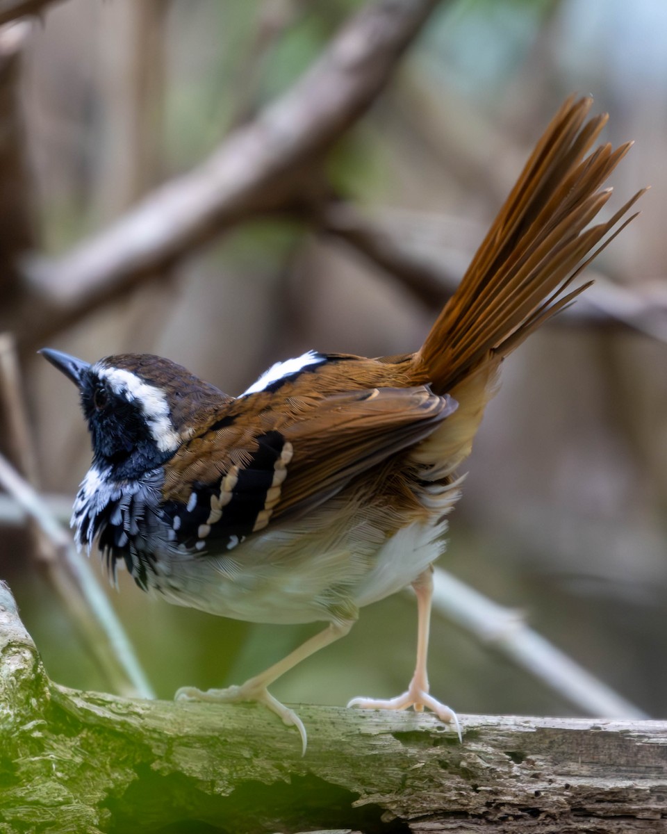 White-bibbed Antbird - ML619341201