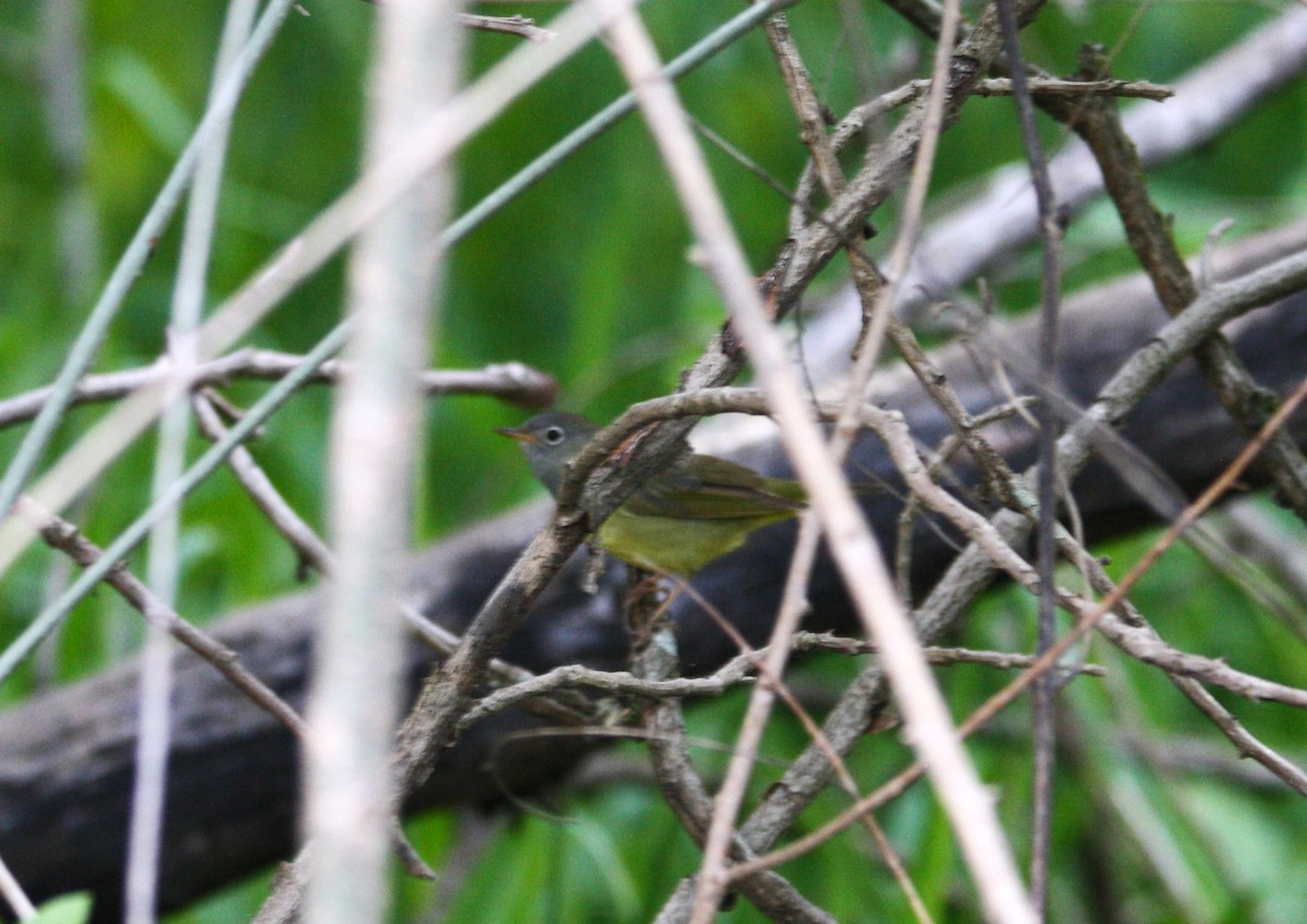 Konnektikut Ötleğeni - ML619341202