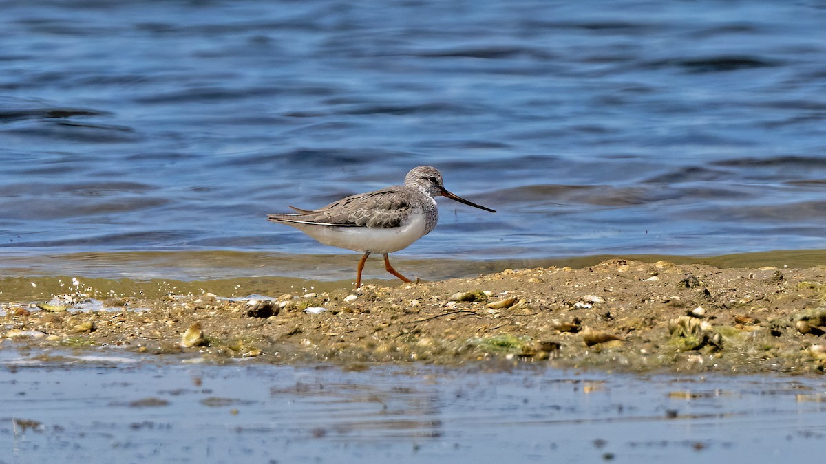 Terekwasserläufer - ML619341203