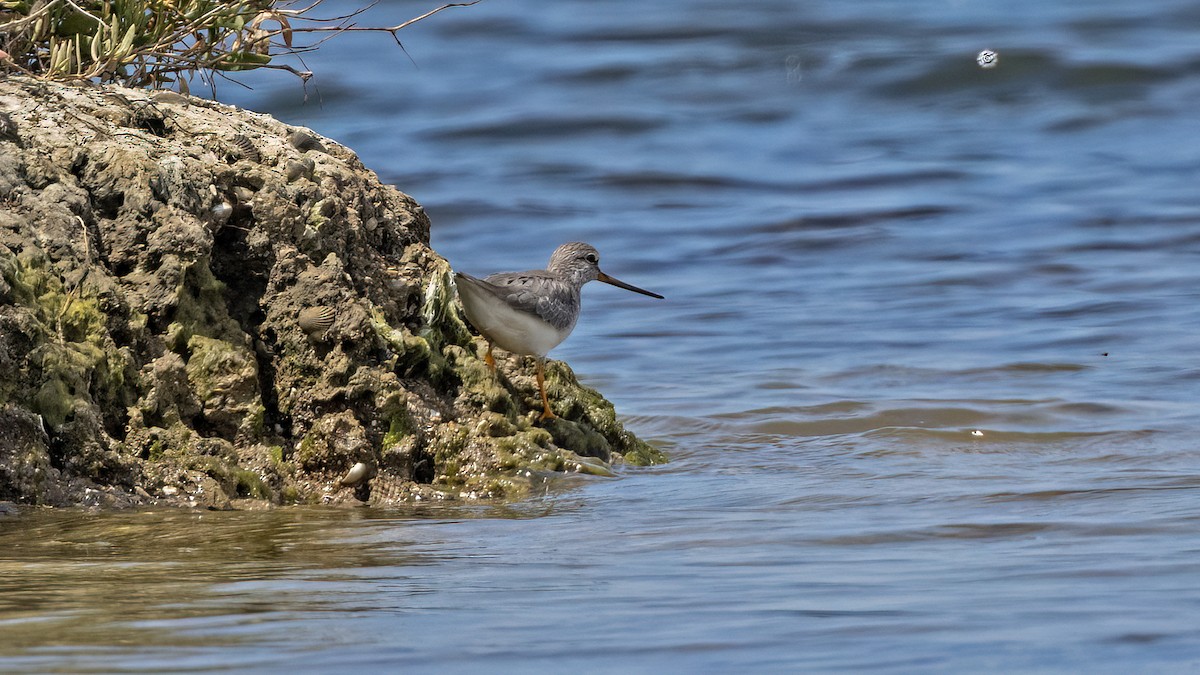 Terek Sandpiper - ML619341205