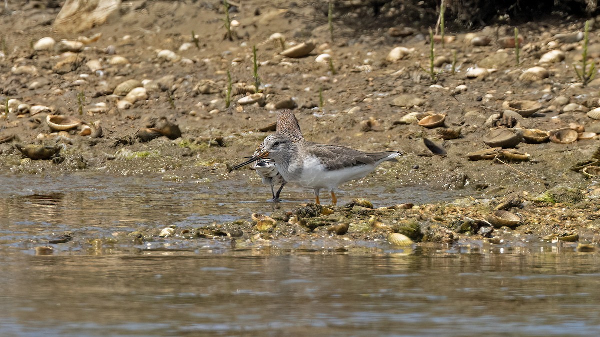 Terek Sandpiper - ML619341207