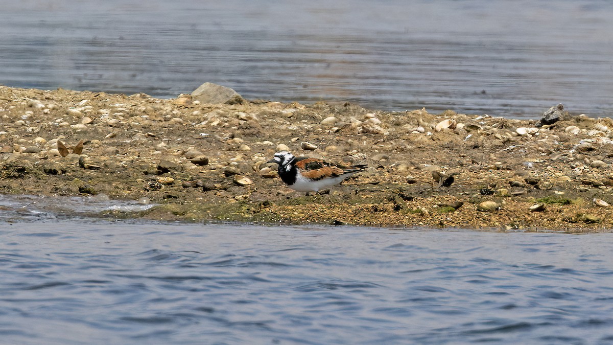 Ruddy Turnstone - Korhan Urgup