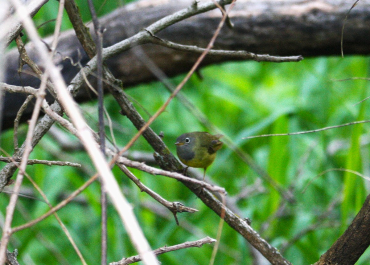 Konnektikut Ötleğeni - ML619341219