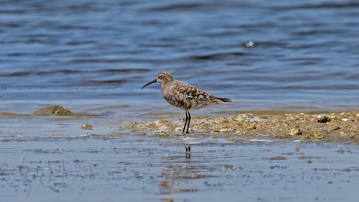 Curlew Sandpiper - ML619341222