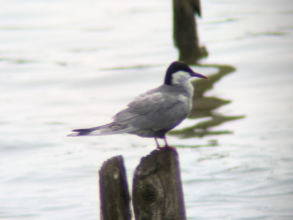 Whiskered Tern - Chris Paci