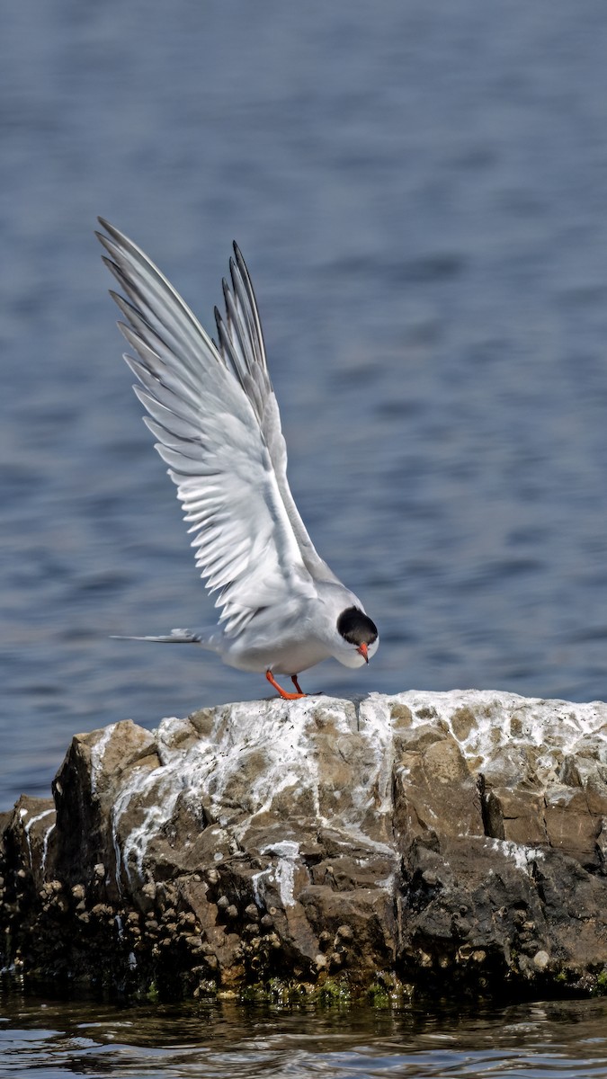 Common Tern - ML619341236