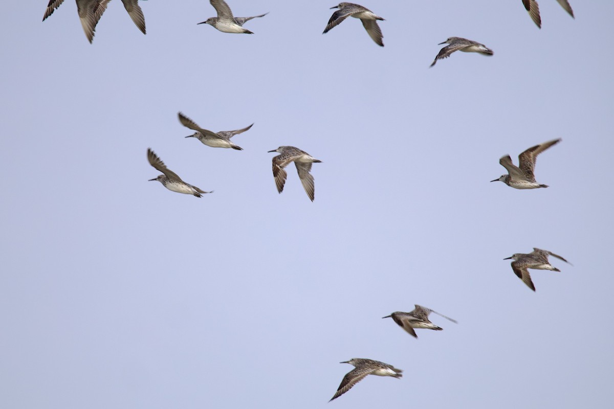 Great Knot - Sourav Mandal