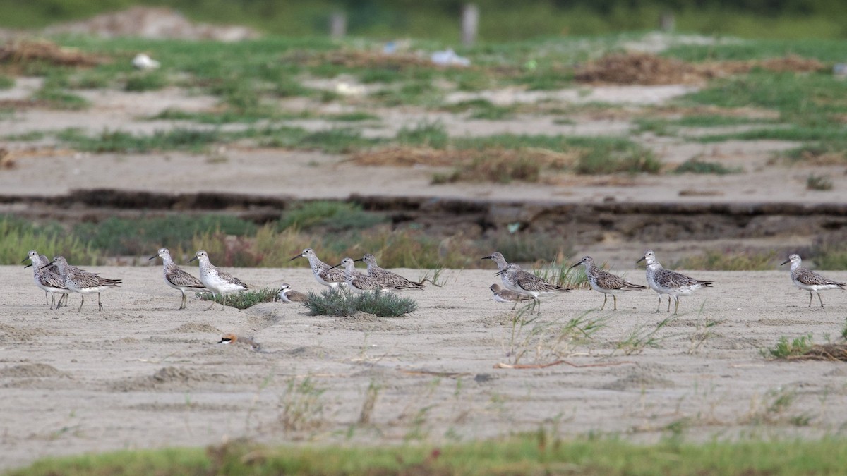 Great Knot - Sourav Mandal