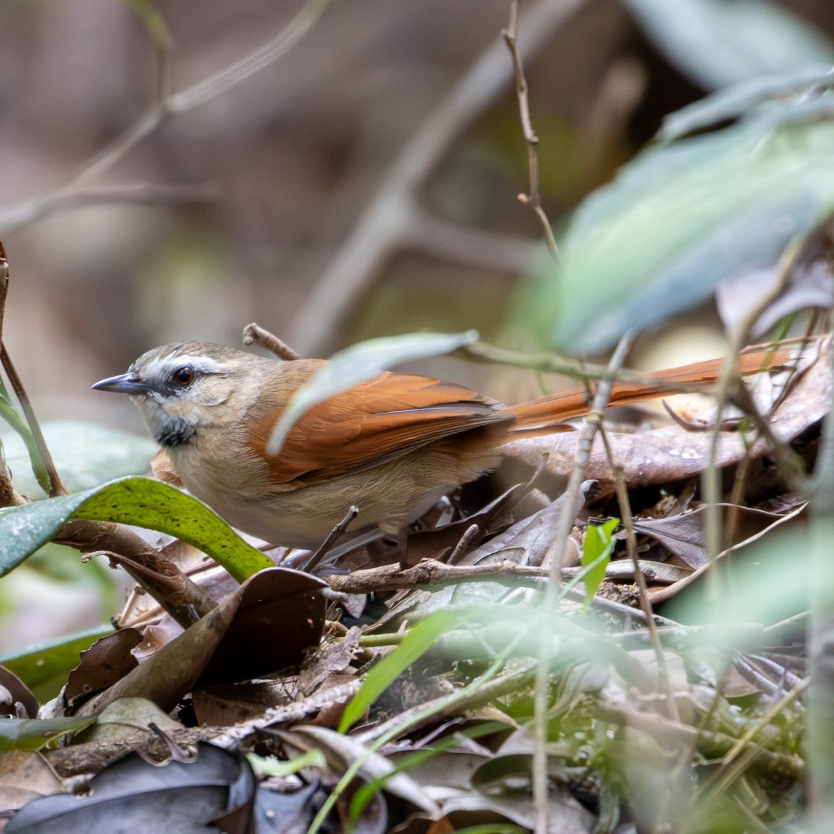 Ochre-cheeked Spinetail - ML619341246