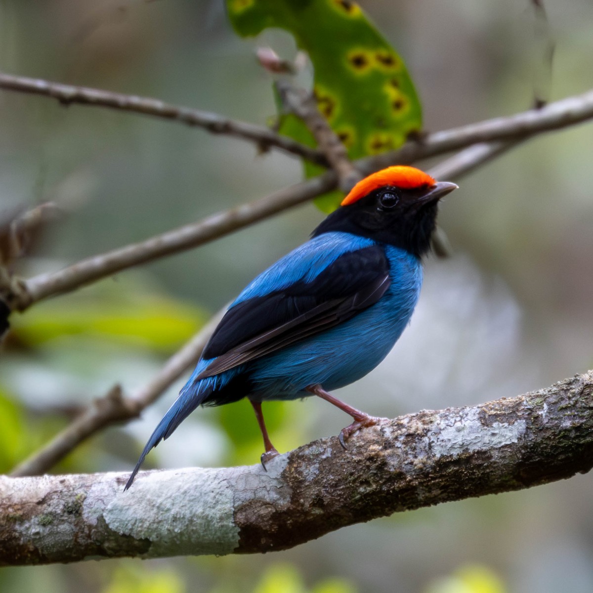 Swallow-tailed Manakin - Katia Oliveira