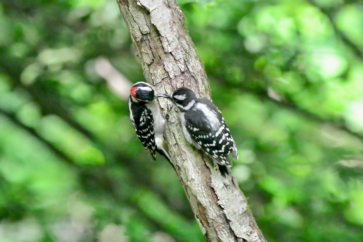 Downy Woodpecker - Seth Honig