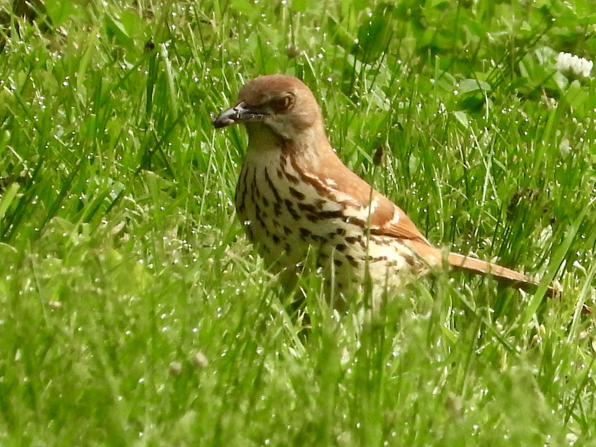 Brown Thrasher - Robin M