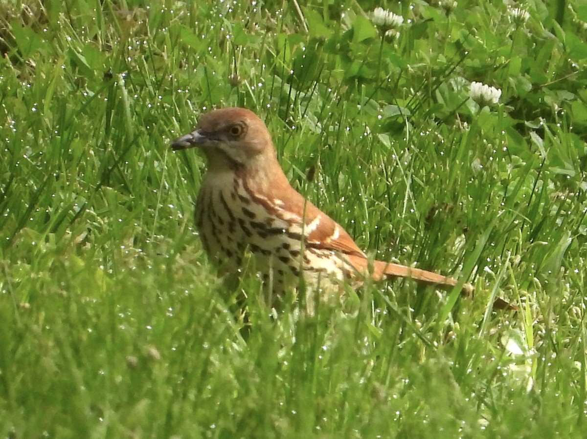 Brown Thrasher - Robin M