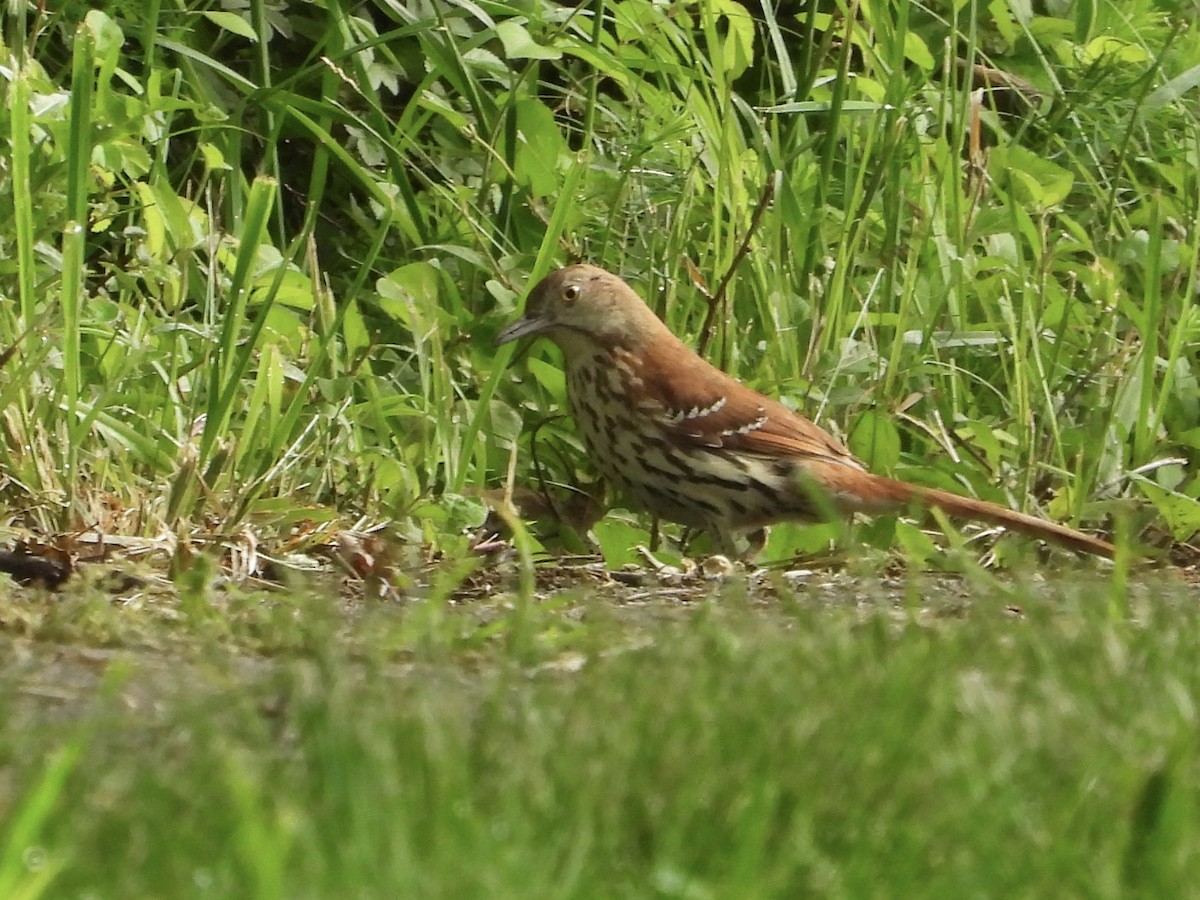 Brown Thrasher - ML619341278