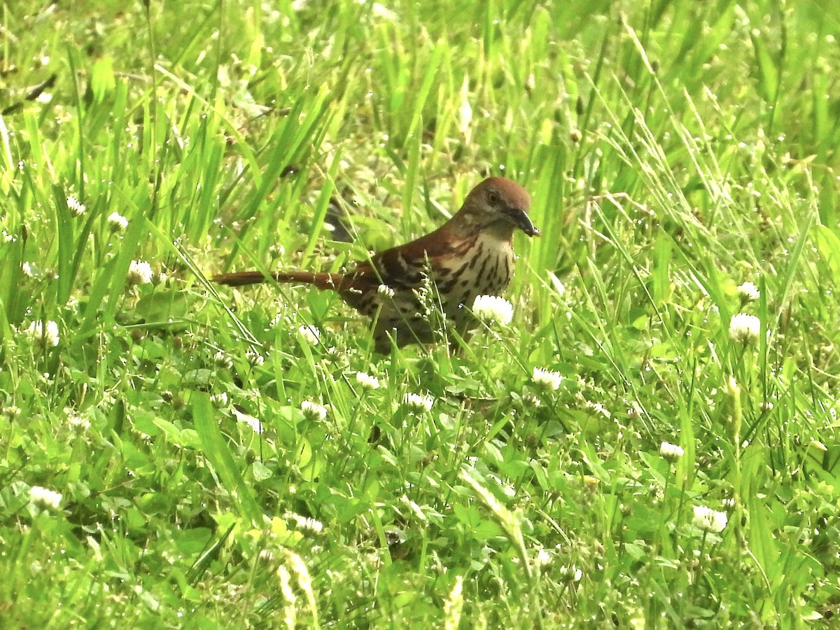 Brown Thrasher - Robin M