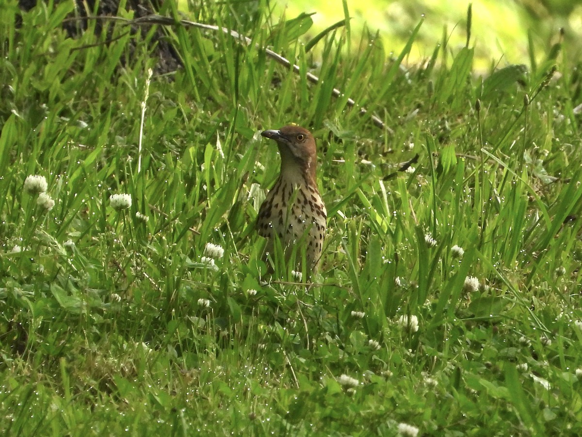 Brown Thrasher - Robin M