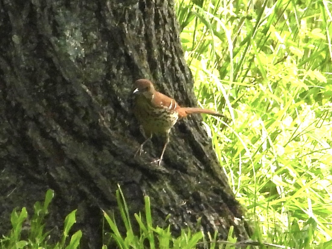 Brown Thrasher - Robin M