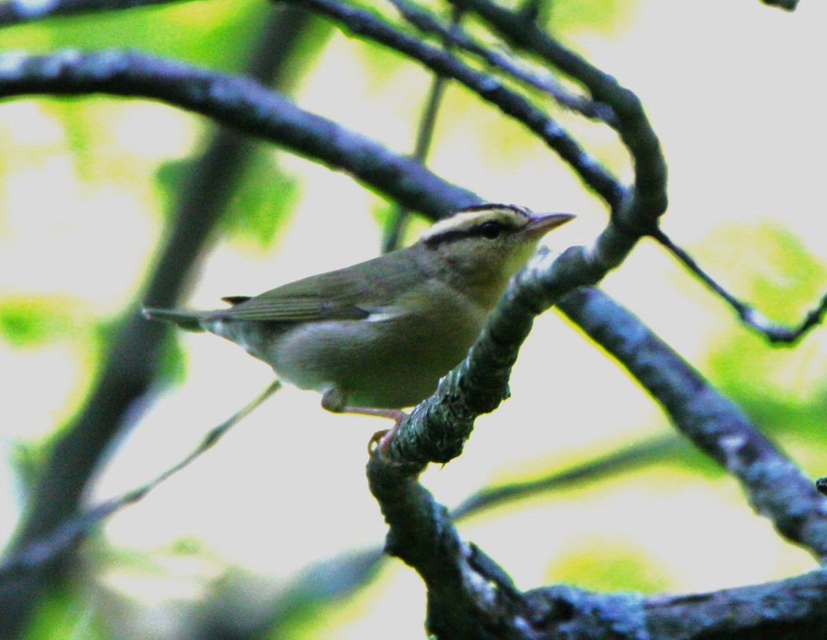 Worm-eating Warbler - RJ Thompson