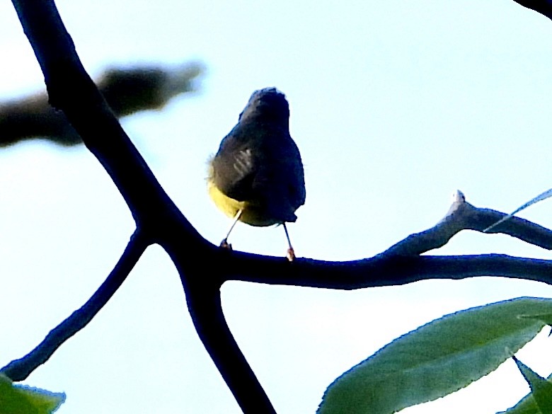 Canada Warbler - Robin M