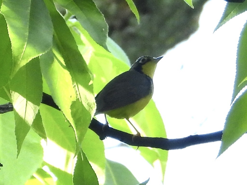 Canada Warbler - Robin M