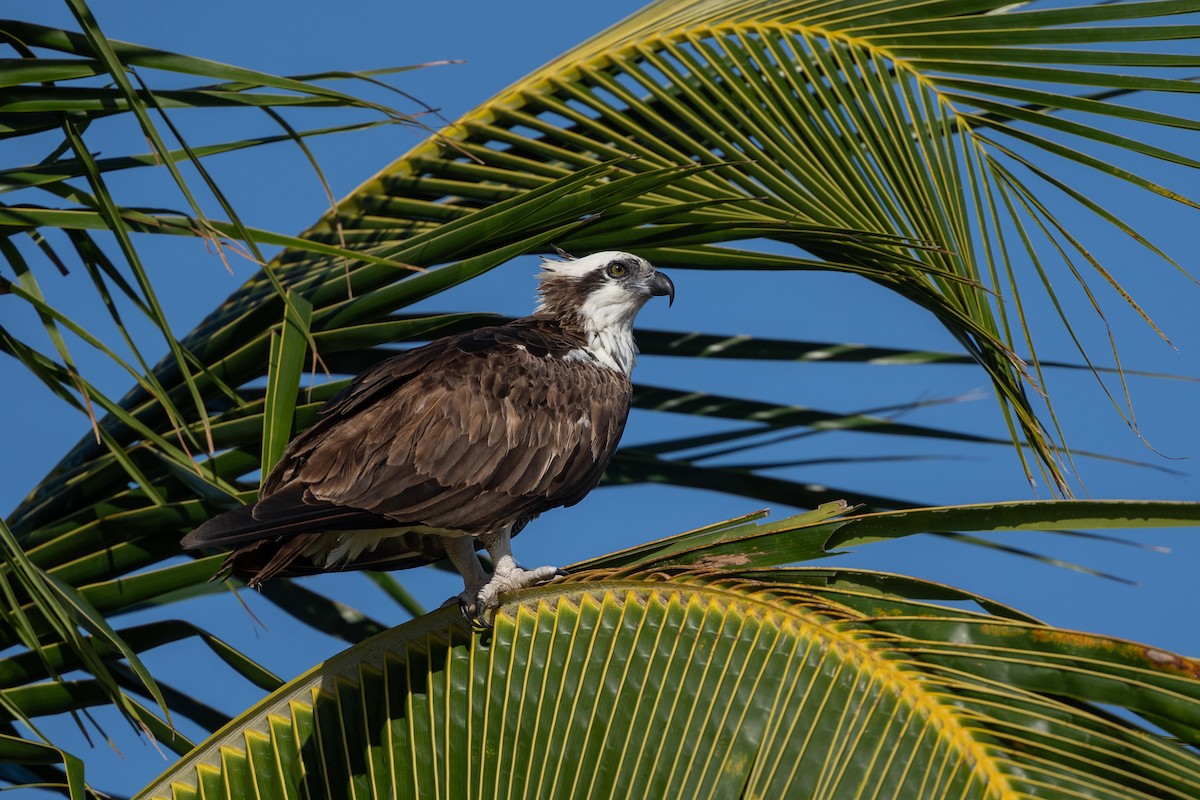 Osprey - ML619341319