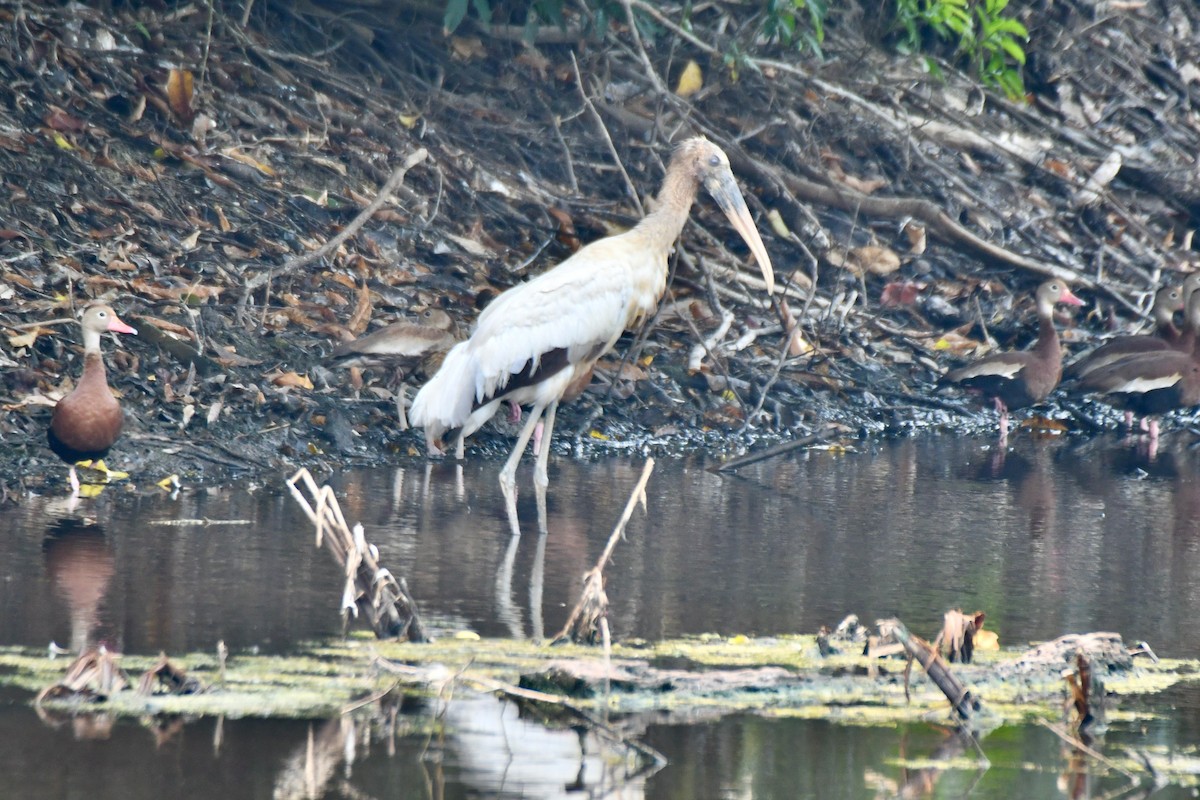 Wood Stork - Kelvin Bodden