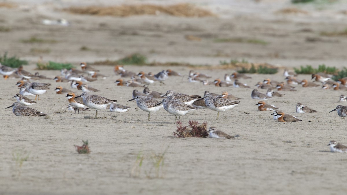 Great Knot - Sourav Mandal