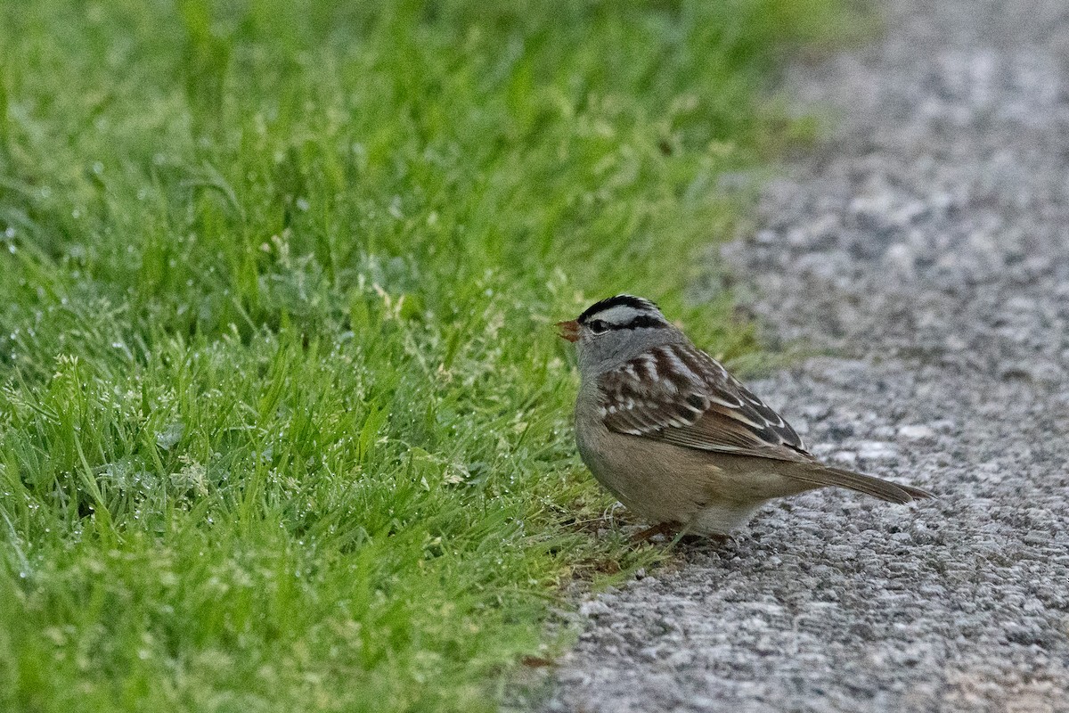 White-crowned Sparrow - ML619341360