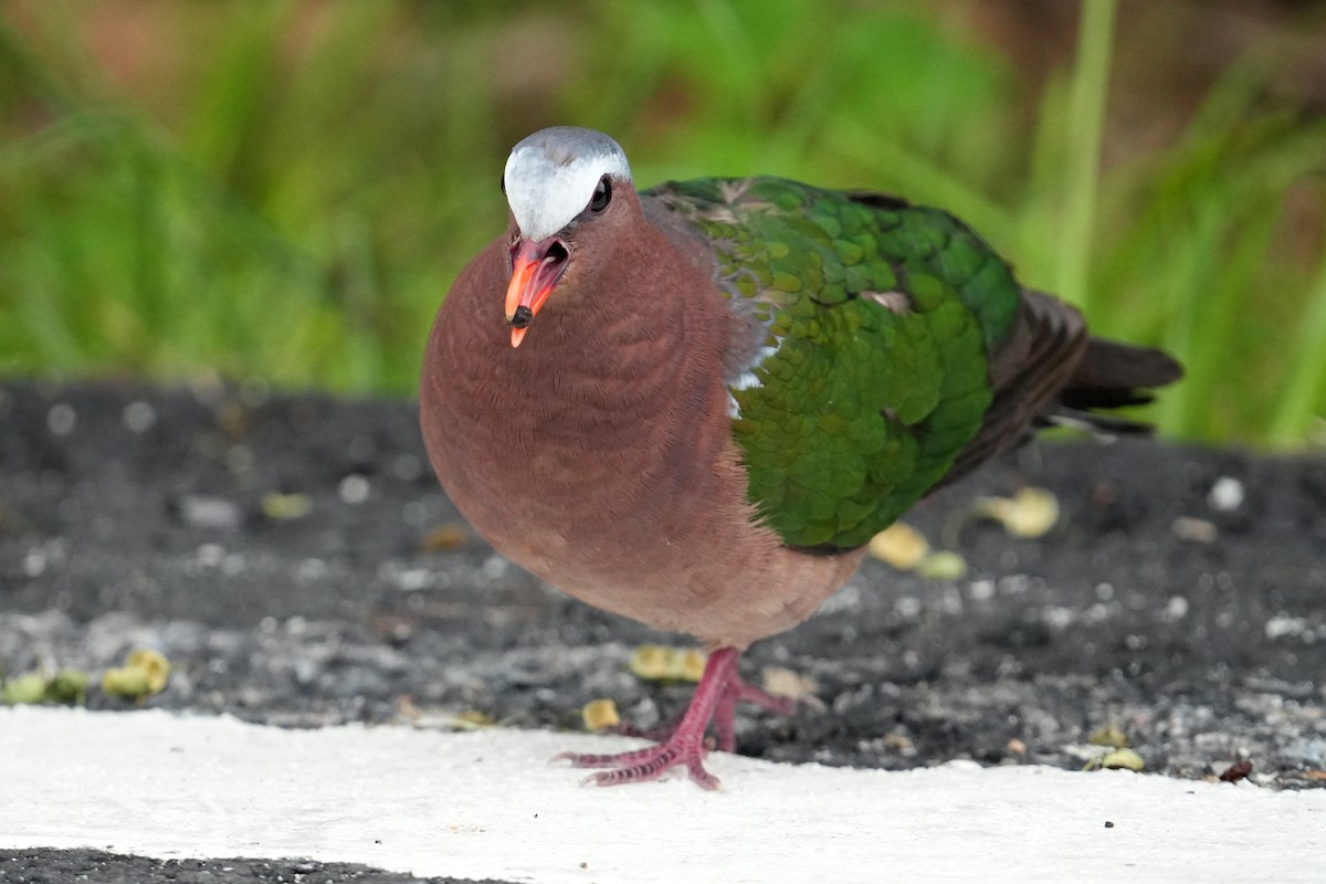 Asian Emerald Dove - 榮章 周