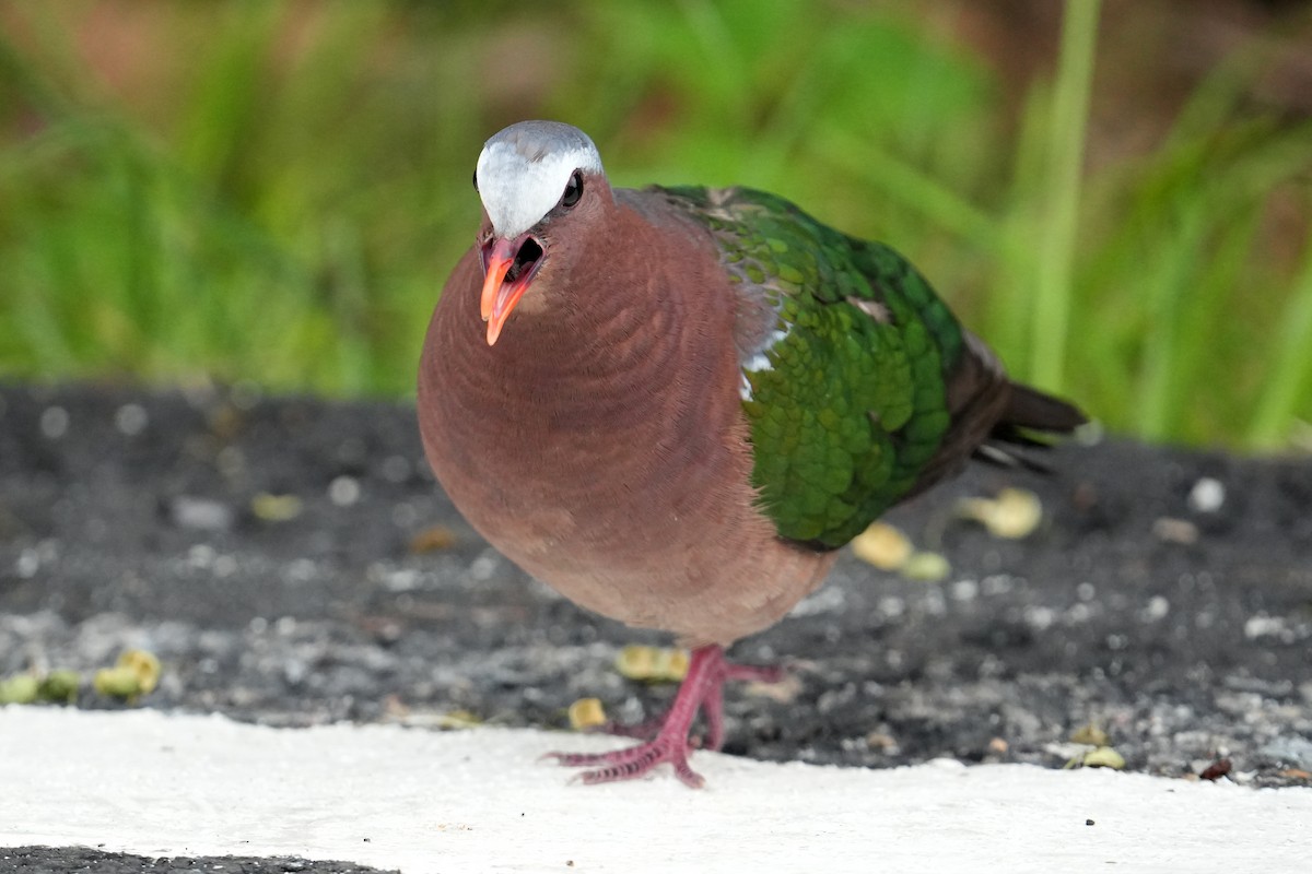 holub zelenokřídlý - ML619341362