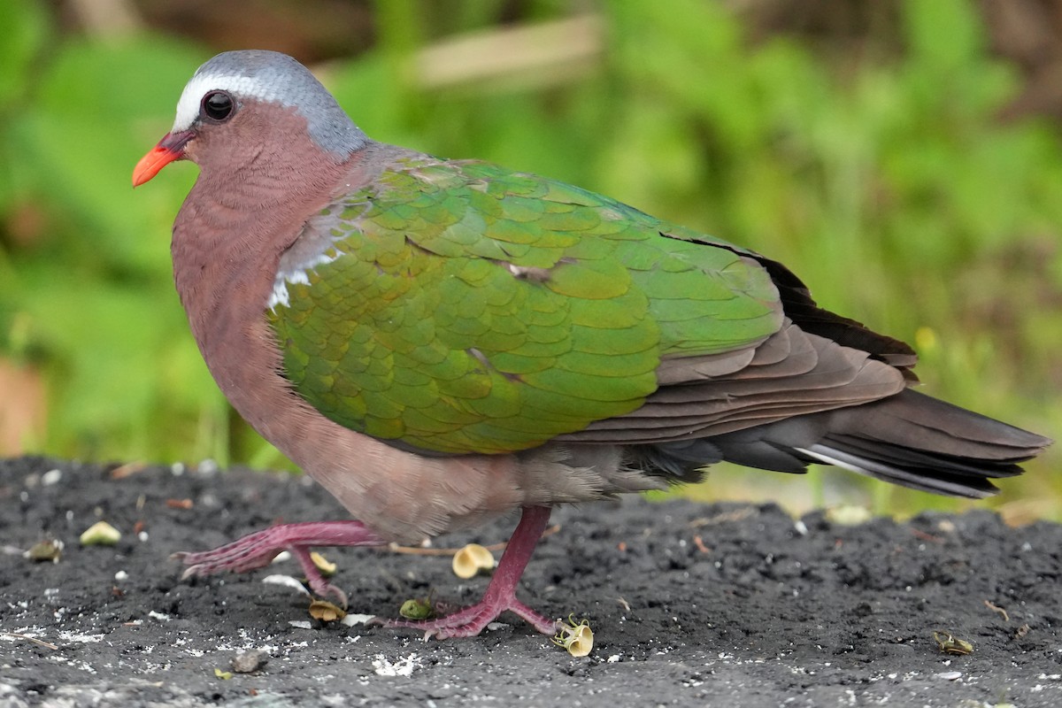 Asian Emerald Dove - 榮章 周