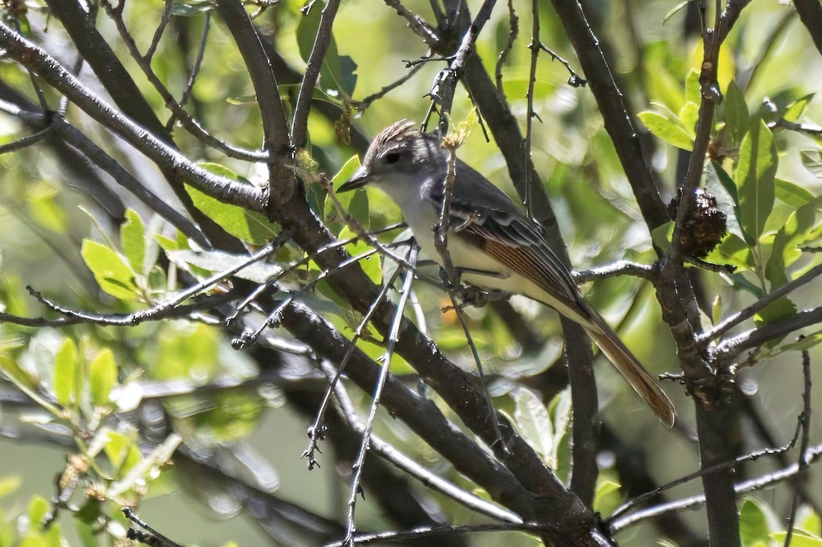 Ash-throated Flycatcher - LAURA FRAZIER