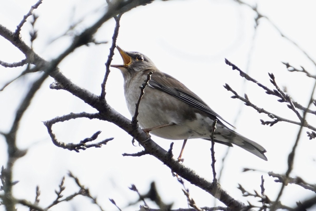 Pale Thrush - ML619341381