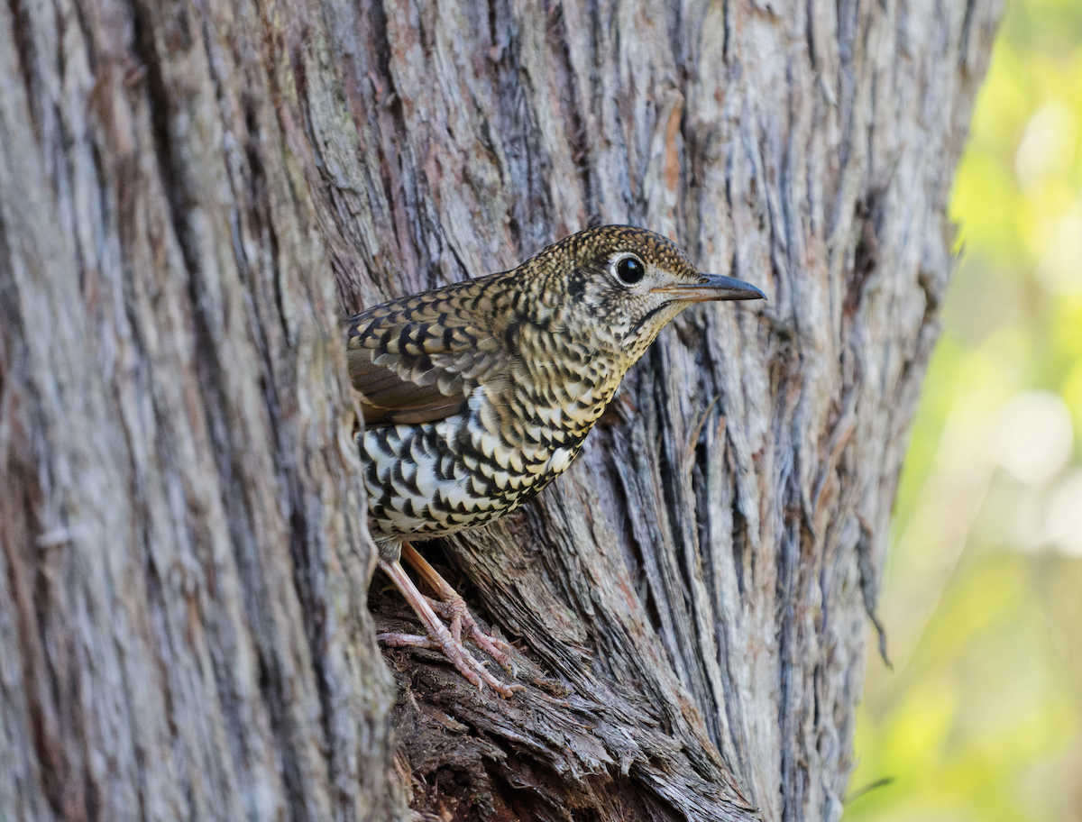 Bassian Thrush - ML619341393