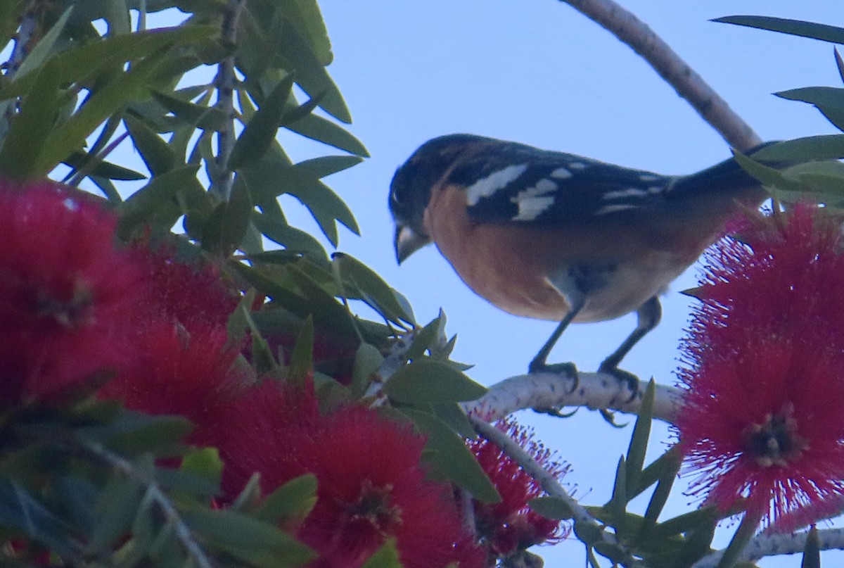 Black-headed Grosbeak - TK Birder