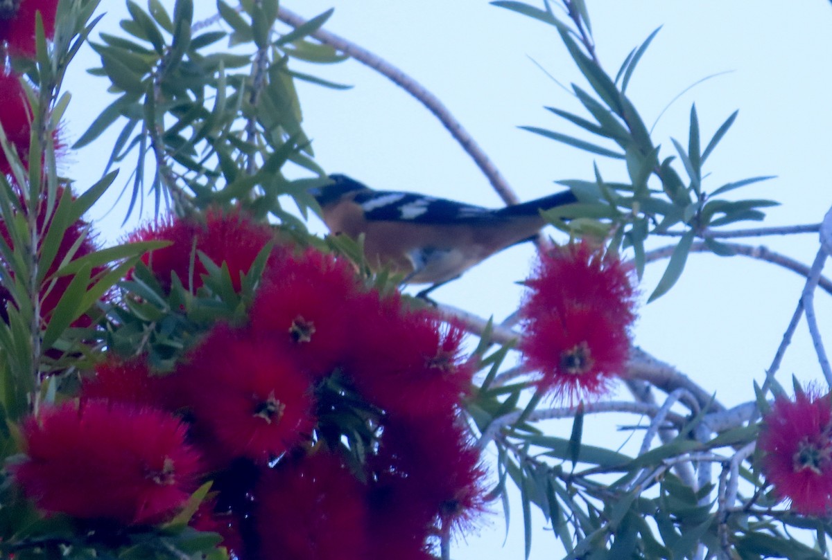 Black-headed Grosbeak - TK Birder