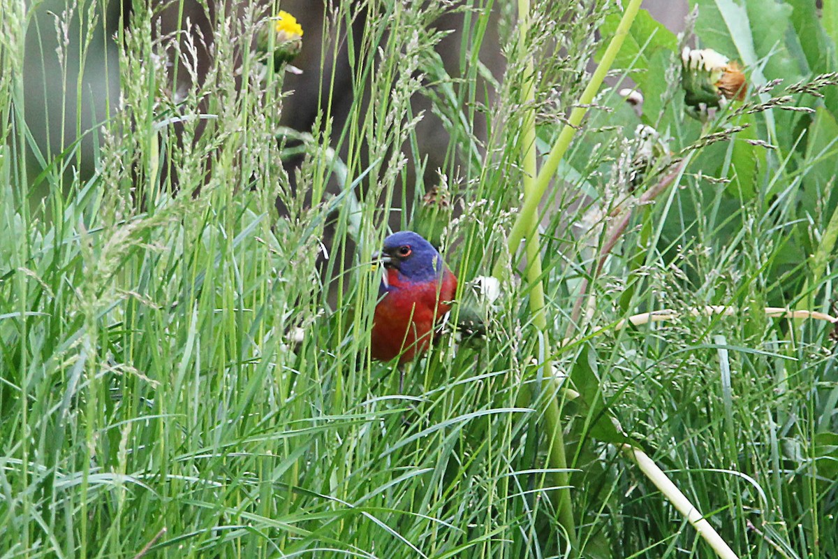 Painted Bunting - Jeff Baughman