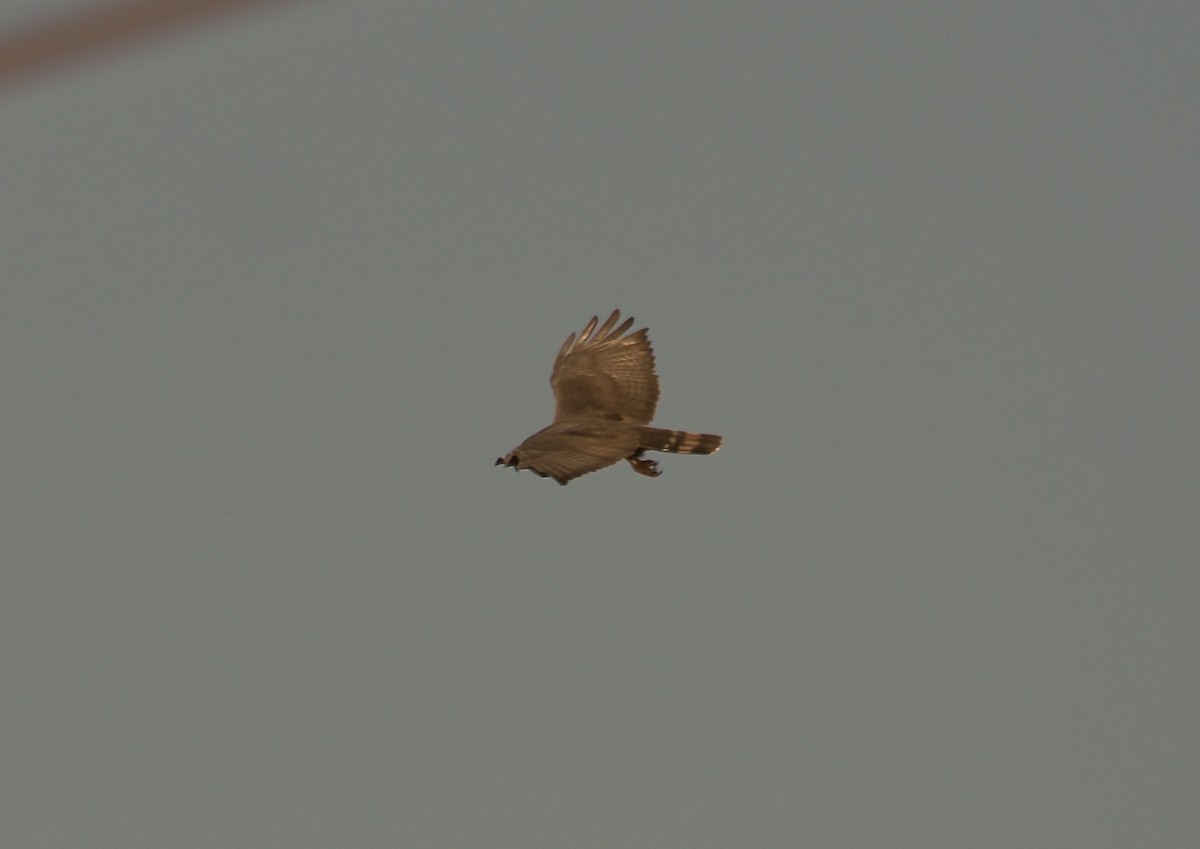 Zone-tailed Hawk - Randy Pinkston