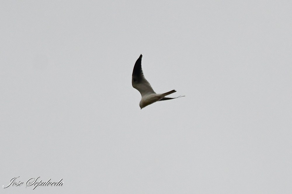 White-tailed Kite - José Sepúlveda
