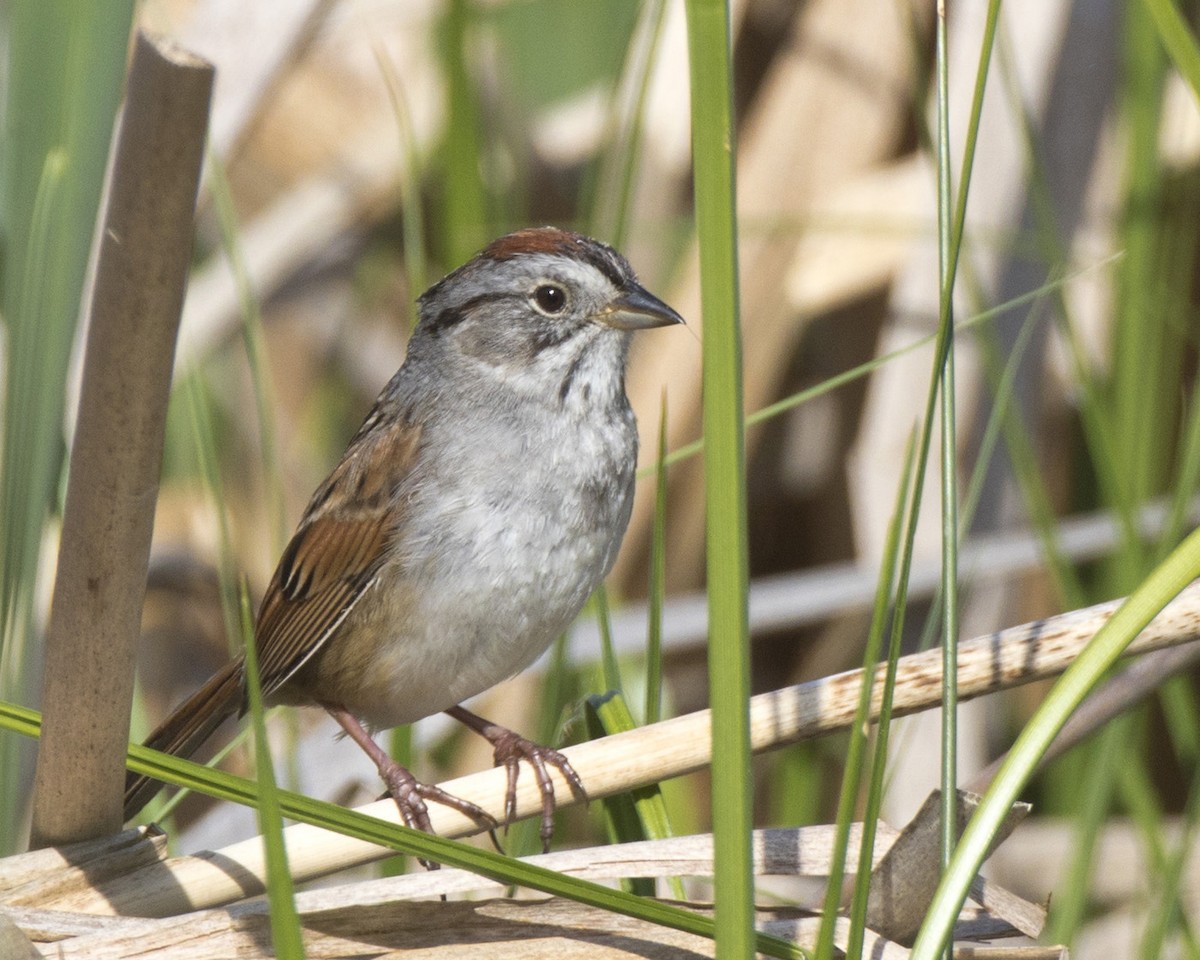 Swamp Sparrow - pierre martin