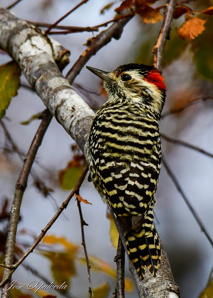 Striped Woodpecker - José Sepúlveda