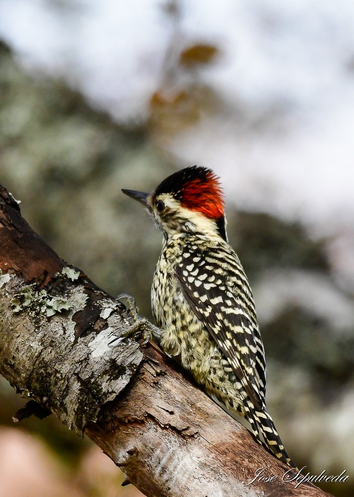 Striped Woodpecker - José Sepúlveda