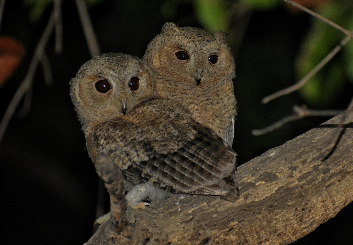 Indian Scops-Owl - Sipu Kumar