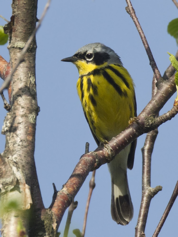 Magnolia Warbler - ML619341450