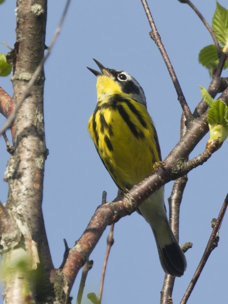 Magnolia Warbler - pierre martin