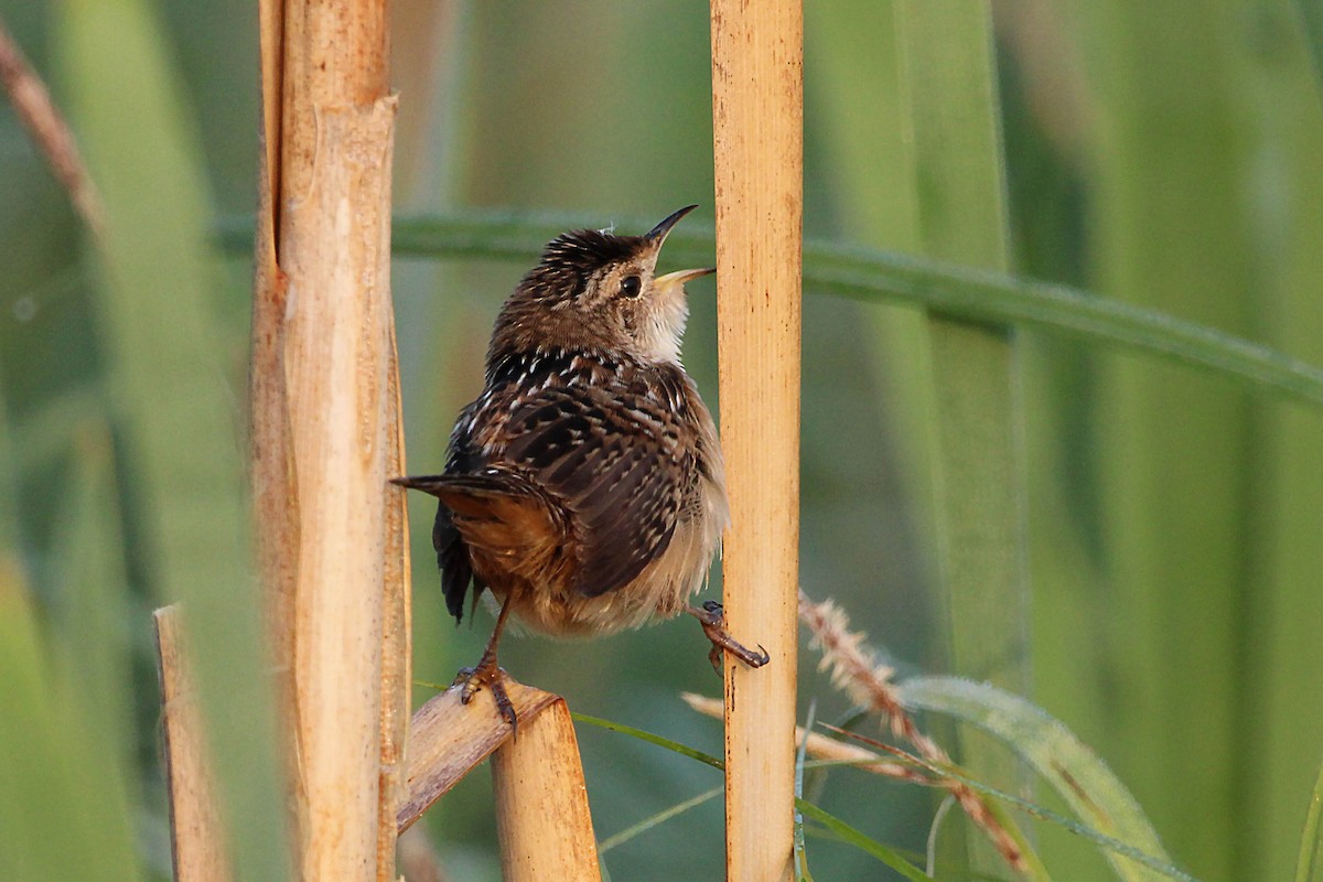 Sedge Wren - Jeff Baughman