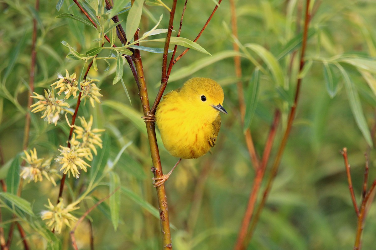 Paruline jaune - ML619341458